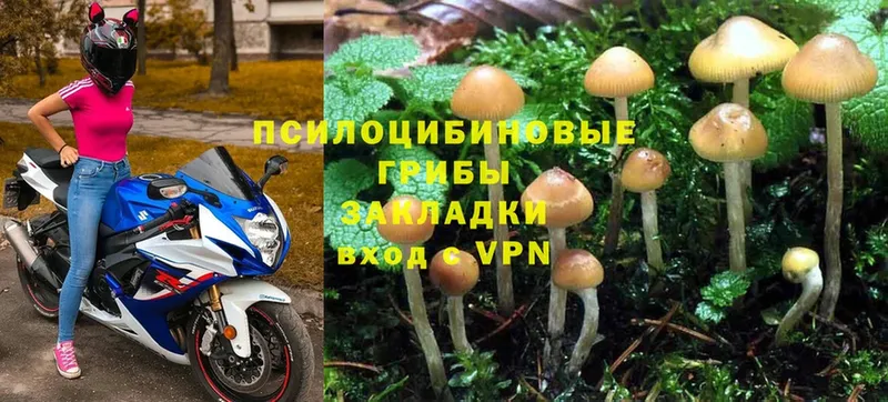 hydra рабочий сайт  Карачаевск  Псилоцибиновые грибы Psilocybe 